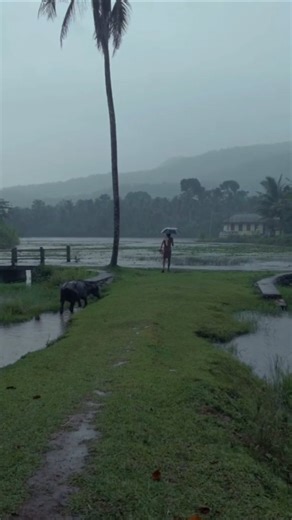 Let's take in the beauty of this rural area with the light rain falling #rainwalk #rainoundforsleep