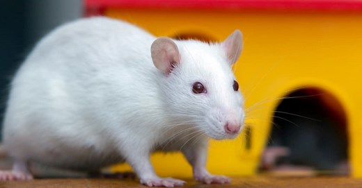 Fancy Rats vs Dumbo Rats: How To Tell The Two Apart And More!