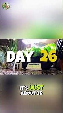 Hydroponic Garden: Eat Your Urban Jungle! #shorts