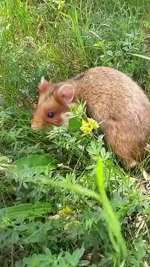 Evil Hamster Attack
