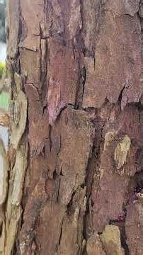 Ants on the Move: What Are They Carrying?