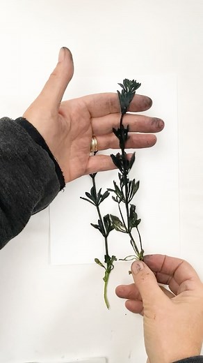 Monoprinting with Cleavers, I love the way this one printed it was really surprising, there is lots of depth and tonal range in the print! Scientifically known as Galium aparine seems to have more names than any other plant I have printed with. They include cleavers, cleaverwort, sweetheart, gripgrass, scarthgrass, hitchhikers, clivers, bedstraw, goosegrass, catchweed, stickyweed, sticky bob, stickybud, stickyback, sticky molly, robin-run-the-hedge, sticky willy,sticky willow, stickyjack, sticke