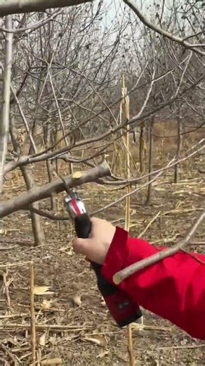 Revolutionary Electric Fruit Tree Pruning Scissors by Nakamura Ichiro - Ultimate Gardening