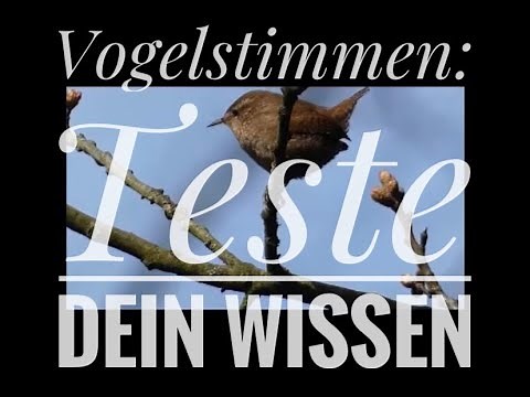 Vogelstimmen: Teste dein Wissen