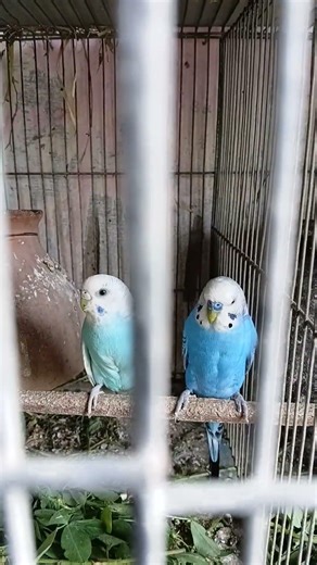 This is my beautiful 😍 pair 🦜 🦜 🦜 🦜 🦜 # viral # birds #rainbowbujjies