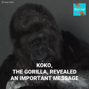 Koko learned sign language when she was only 1, and she quickly became an expert on the field. That’s why she delivered a disturbing message once she knew it was time to do so… Her message has left everyone speechless, and from this moment on, you won’t see life in the same way… You can now also find us on Youtube: http://bit.ly/yt-thekiwi. Hit the like button, subscribe, and turn on the notification bell! | The Kiwi