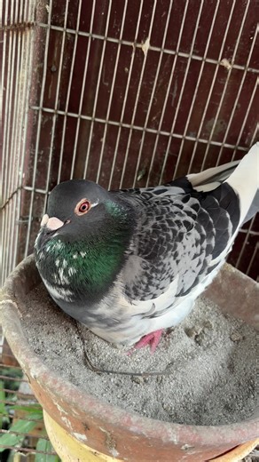 Kalapatids: A Deep Dive into Pigeon Racing Culture