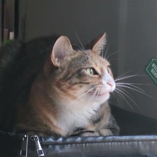 Biscuit Returns To Default Loaf Setting