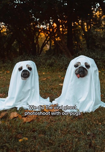 Doug the Pug ghost photoshoot with two pugs