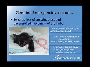 How to help a cat who is having a seizure