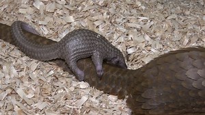 12 reactions | Video captured a newborn white-bellied pangolin holding close to its mother at a Chicago-area zoo. | USA TODAY Video | Facebook