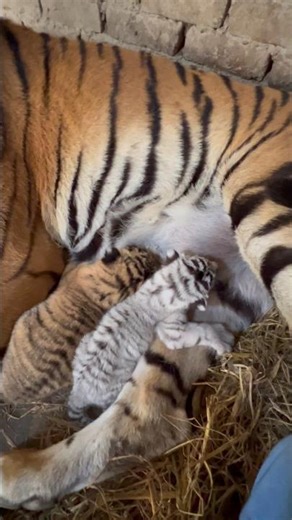 Series 87: Beautiful moments tiger mom and her cubs 😍🐯