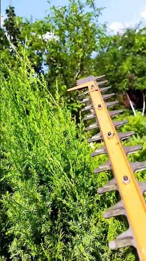Trimming Junipers like a Pro: A Pruning Masterclass!