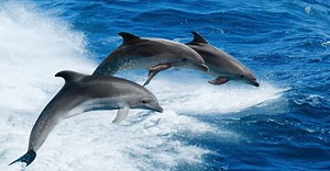 How Many Dolphins Are Left In The World?