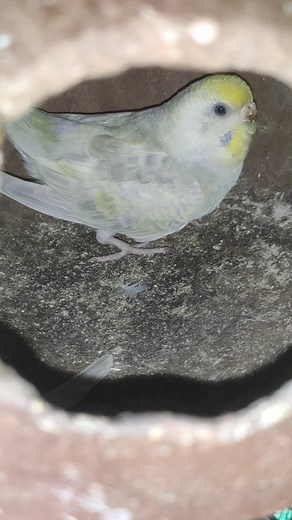 LOVEBIRDS முட்டைகள் கீழே கிடக்குது😭 #lovebirdstamil #budgiestamil #lovebirdsfarminerode #budgiesbreedingtipstamil #budgiesvideos #budgiesfarm #livebirdsvideos #lovebirdsbreedingtamil #reels #trending #tamilreels #viral #fincheskrishna #birds | Finches Krishna