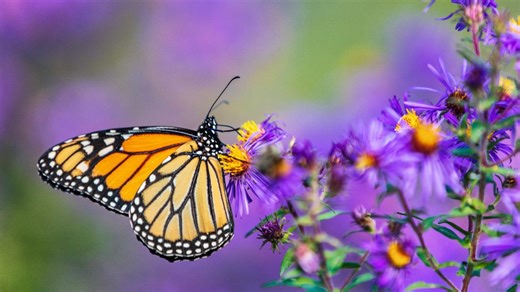 Millions of monarch butterflies begin annual spring migration north