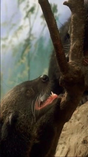 Binturong Bearcat Sound | Angry Sound