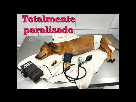 BOTULISMO TRATAMENTO EM CÃO - @hospitalbichofashion 24h
