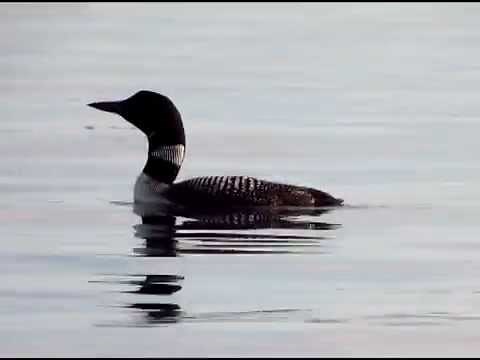 Loon Call: Tremolo