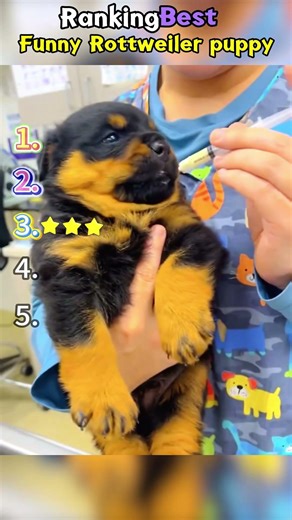 Funny Rottweiler puppy 🤣🤣🤣#FunnyVideos #dogs #usa #fyp #cutedog