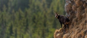 Chamois hunting trips