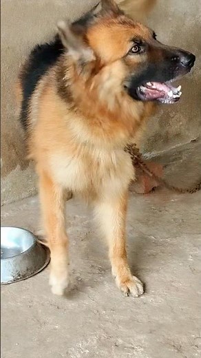 Big dog barking sound dog barking video #shorts #dog #dogvideos