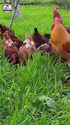 Is Your Rooster Really the Father? ⚠️ (Flock Mistake)