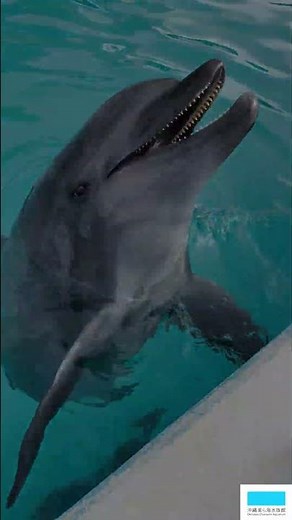バンドウイルカのイヴ🐬