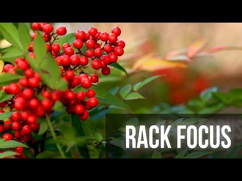 How to Rack Focus Your Camera Lens - 4 Methods Showing the Basics