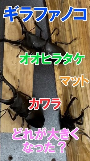 【検証】幼虫飼育は何を餌にすれば良い？#クワガタ#ギラファノコギリクワガタ#幼虫餌