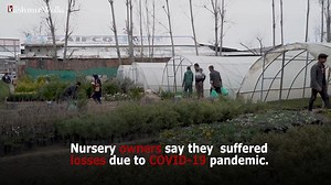 3.4K views · 87 reactions | Plant nurseries are a lucrative market in Kashmir, with demands for flowering and other garden variety plants soaring every year as spring approaches. The saplings are purchased by private residents looking to populate their lawns but also the government that beautifies several parks and offices across Jammu and Kashmir. | The Kashmir Walla | Facebook