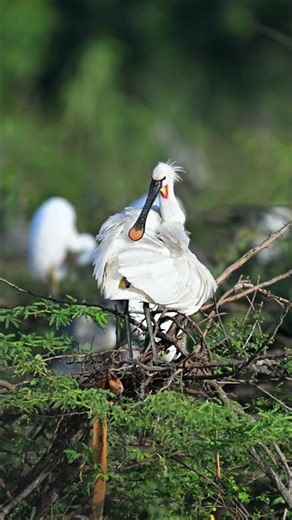 Eurasian Spoonbill In Action | Elegant Wetland Hunter With Spoon-Shaped Beak