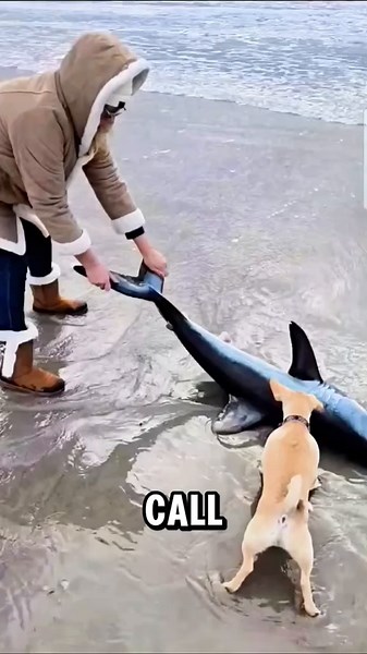 Salmon Shark Rescue: A Heartwarming Ocean Encounter