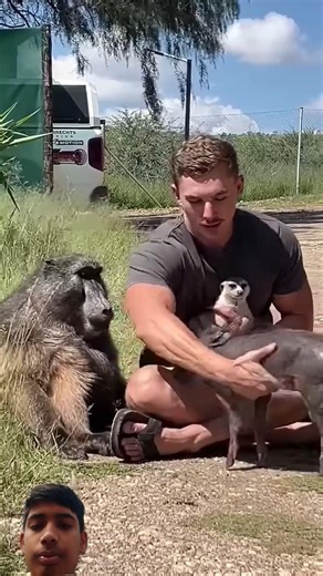 👉 “A Protective Baboon Mother 🤩🐒” #baboon #babyanimals #animals #cutebaby #shorts #trending