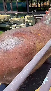 Hal unik tentang hewan Kuda Nil | Hippo #hewan | Arif Wicaksono