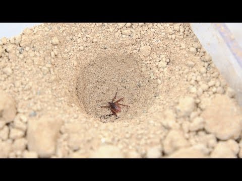 実はアリジゴクはヤバい昆虫