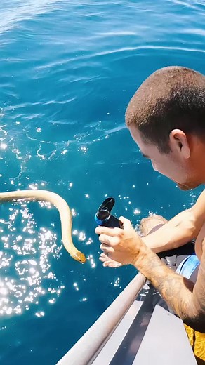venomous sea snakes can remain submerged for around 8 hours but need to come up for air like this fella here who was also very interested in me