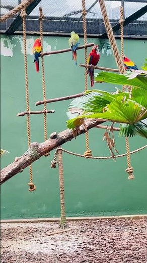 Scarlet Macaw – The Rainbow Parrot of the Tropics