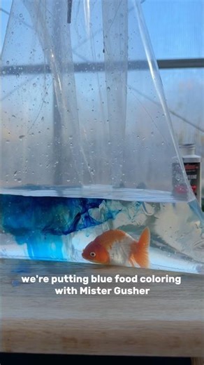 Dying my goldfish blue AGAIN!