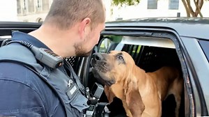 Bo the bloodhound wins 'Hero Dog' award for helping police