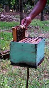 Pollination services for a local farmer #honey #honeybees #beefarm #beekeeping #pollination #farmer