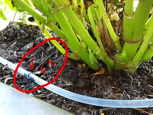 FullStack (M)ERN Irrigation System #piday #raspberrypi @Raspberry_Pi