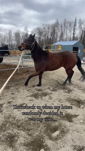 Hilarious Horse Arena Incident: A Wild Ride