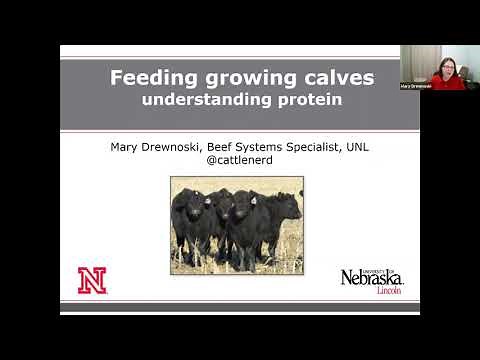 Understanding protein needs of growing calves