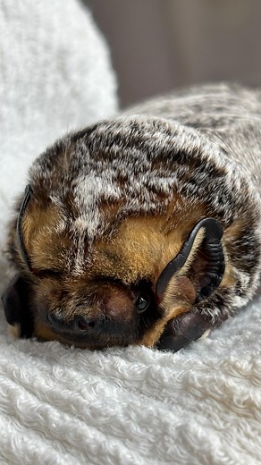 Sweet momma hoary and her 5 day old pups. They are already grooming and stretching their wings ❤️ In Pennsylvania, hoary bats typically give birth between mid-May and early July, with most births occurring in June. This timing aligns with the species’ reproductive patterns across the northern United States.​ Hoary bats have a unique reproductive strategy known as delayed fertilization, where sperm is stored over the winter and fertilization occurs in the spring. Gestation lasts about 56 days, le