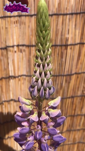 Zaren's Super Lupine Growth Record 2025-26 Day 221 "Sandwiched in the Heat" #Shorts