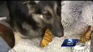 This Brave Soldier Rescued A Dog That Had Been Run Over, Right From The Side Of The Road!