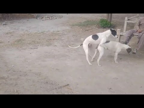 “Dog Breeding Process EXPLAINED! 🐶 Male vs Female Behavior – You Won’t Believe This!”