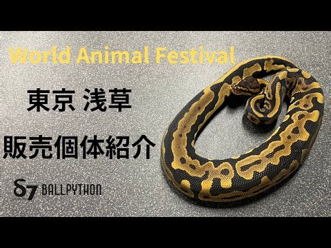World Animal Festival 東京 販売個体紹介