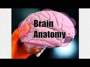 Brain Anatomy